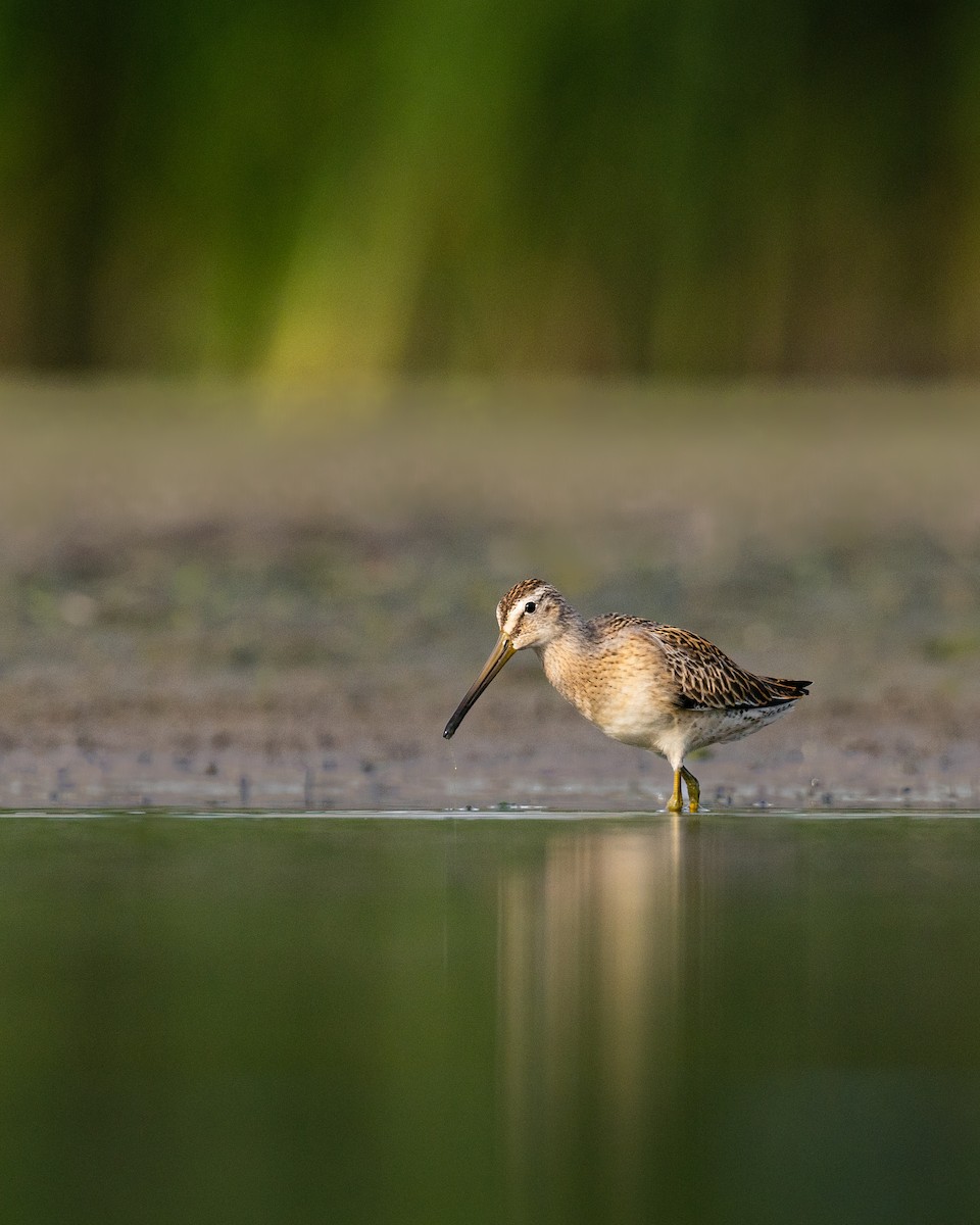 短嘴半蹼鷸 - ML617349323