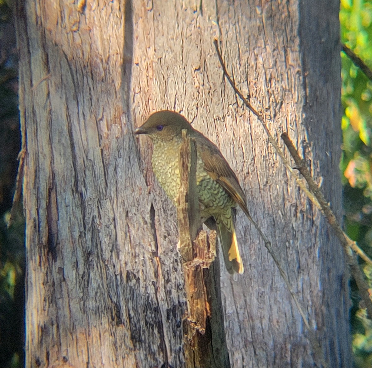 Satin Bowerbird - ML617349328