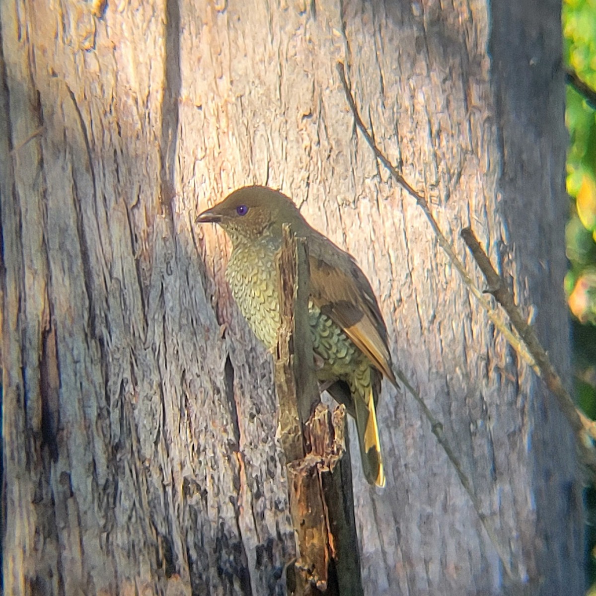 Satin Bowerbird - ML617349329