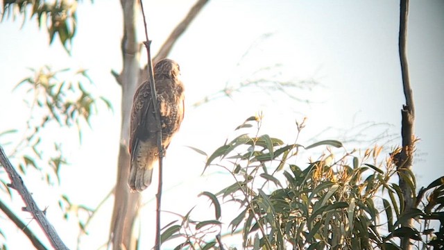 Common Buzzard (Corsican) - ML617349346