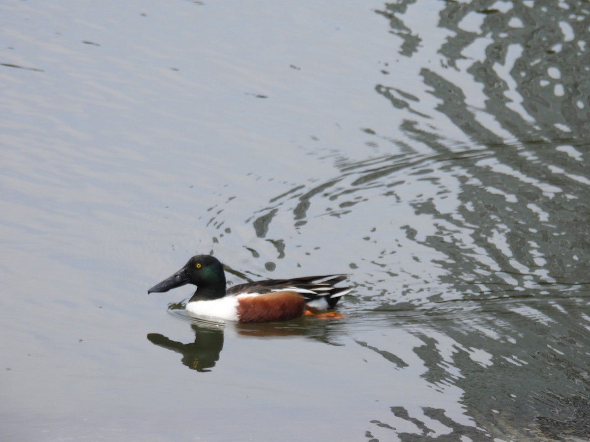 Northern Shoveler - ML617349352