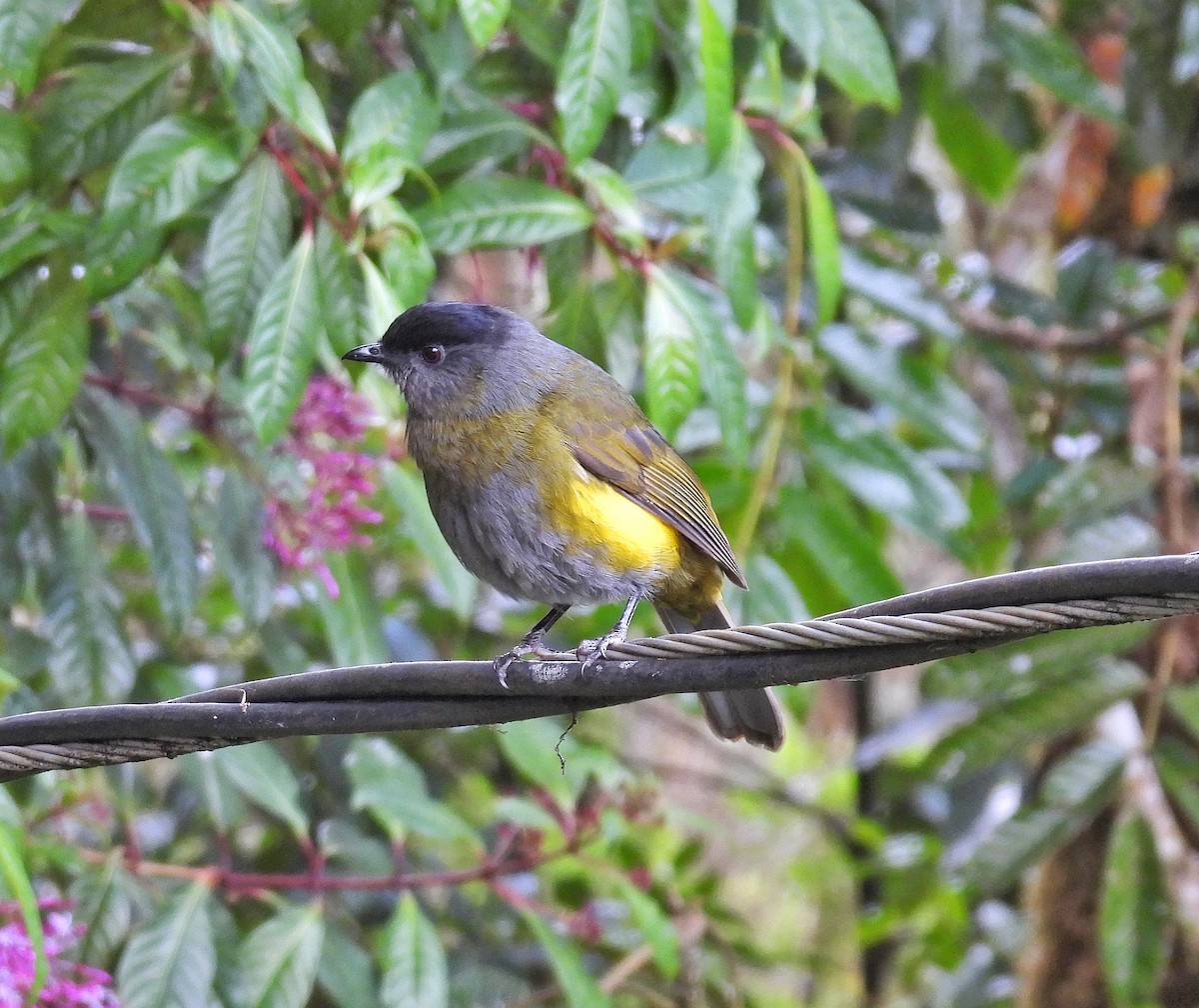 Black-and-yellow Silky-flycatcher - Rachel Harvey