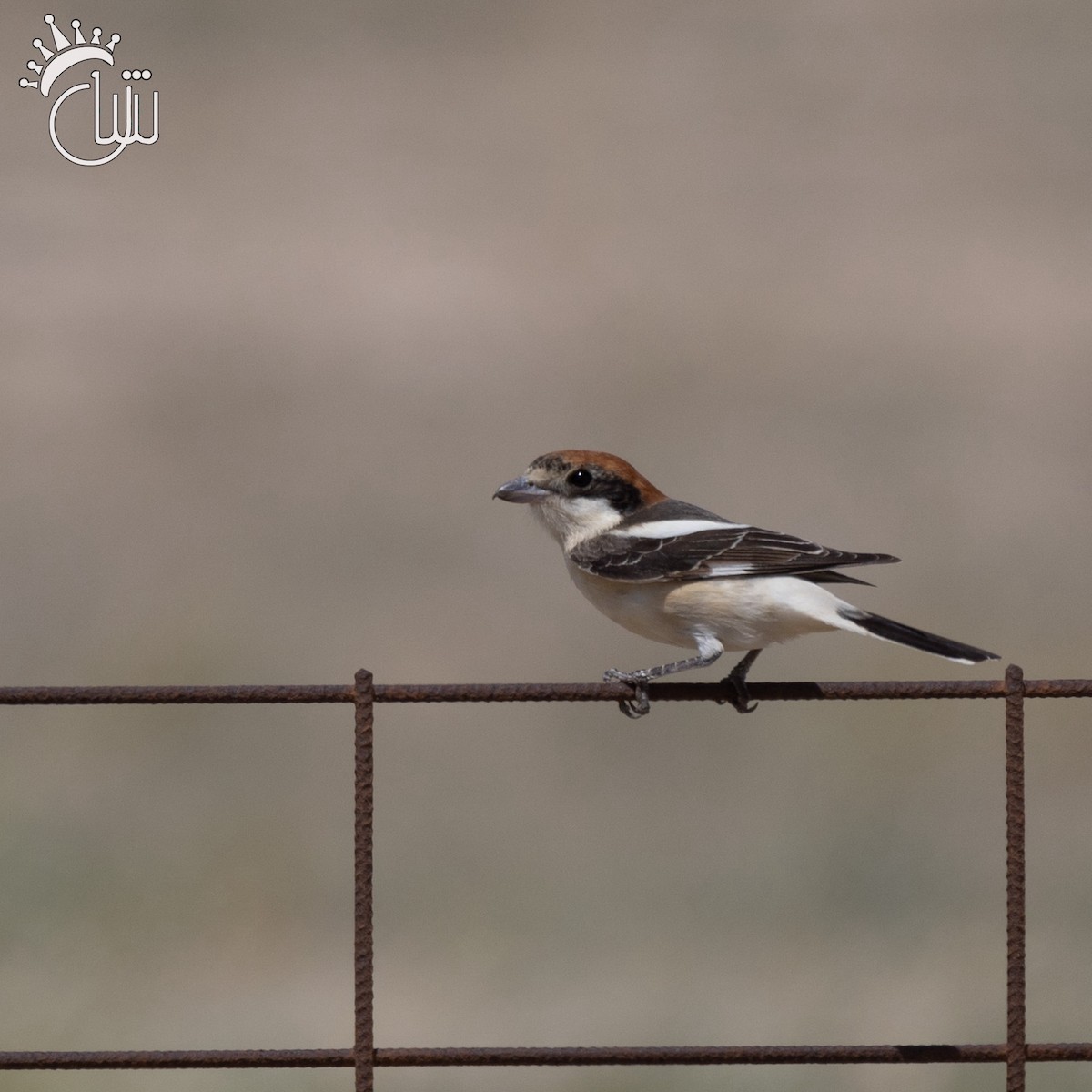 Woodchat Shrike - ML617349406