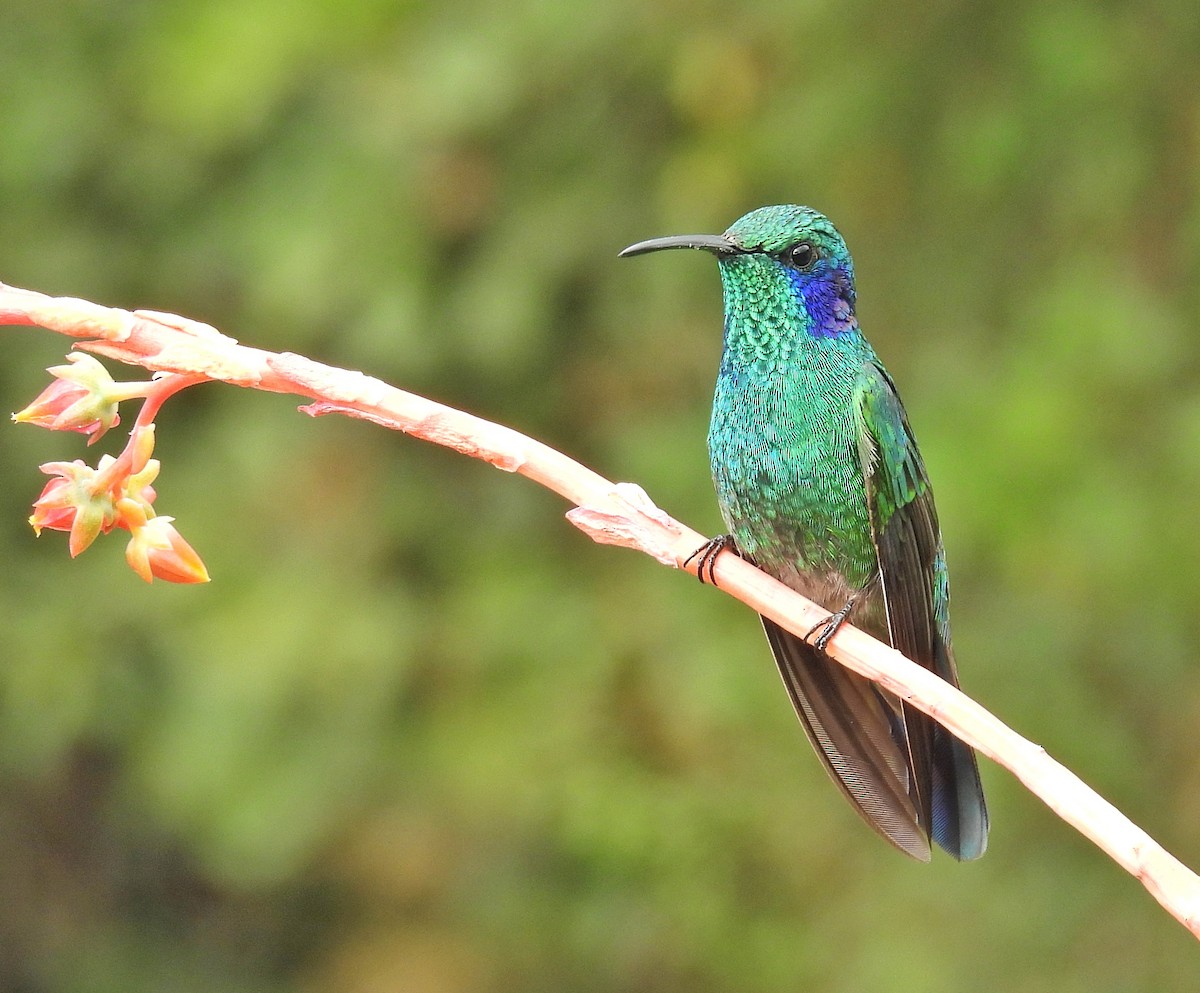 kolibřík modrouchý - ML617349410