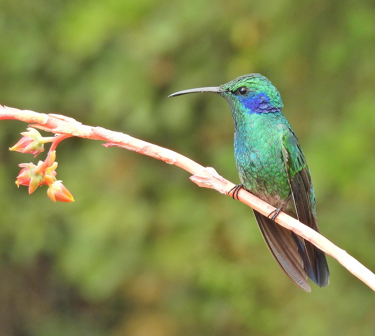kolibřík modrouchý - ML617349411