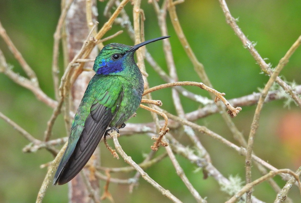 kolibřík modrouchý - ML617349412