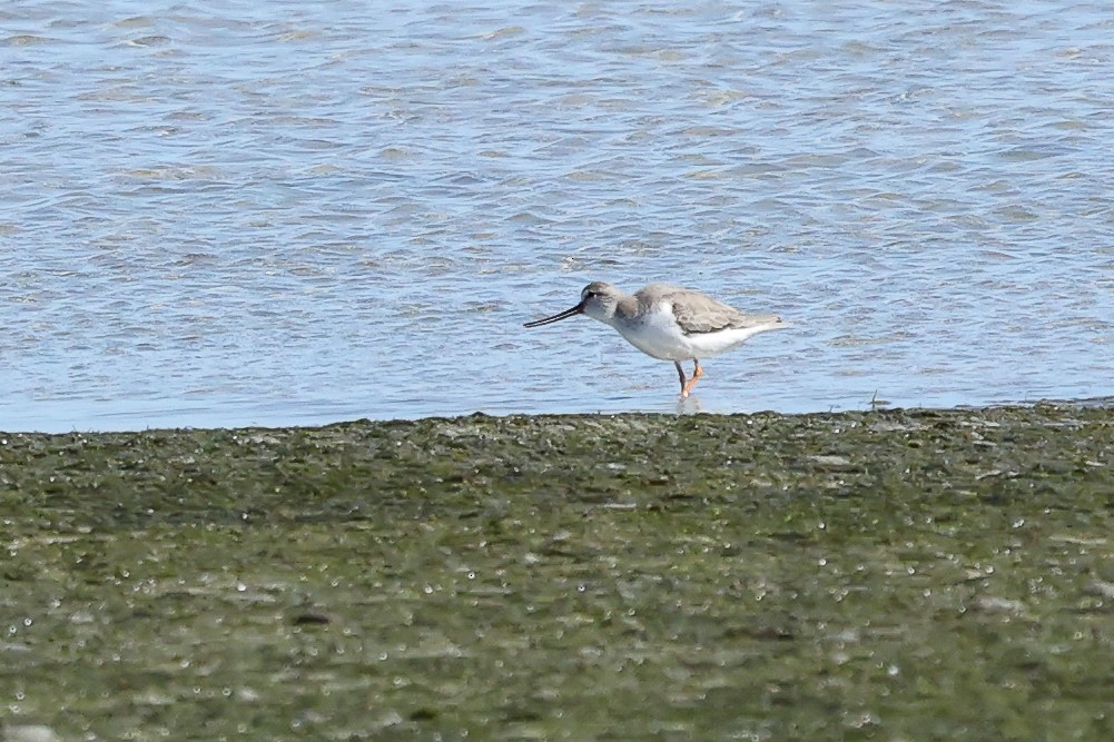 Terek Sandpiper - ML617349451