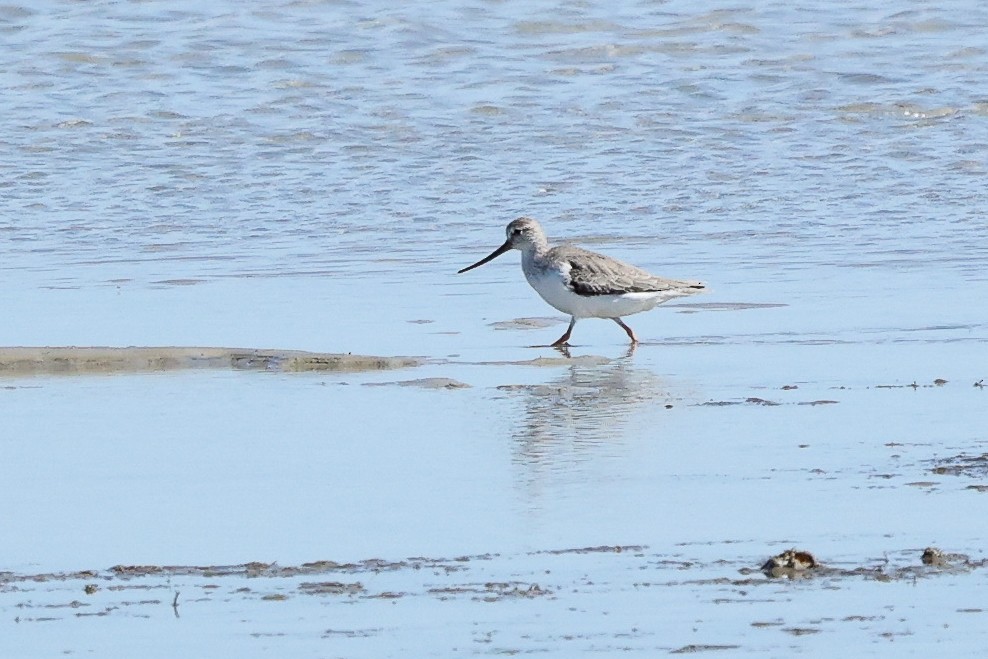 Terek Sandpiper - ML617349452