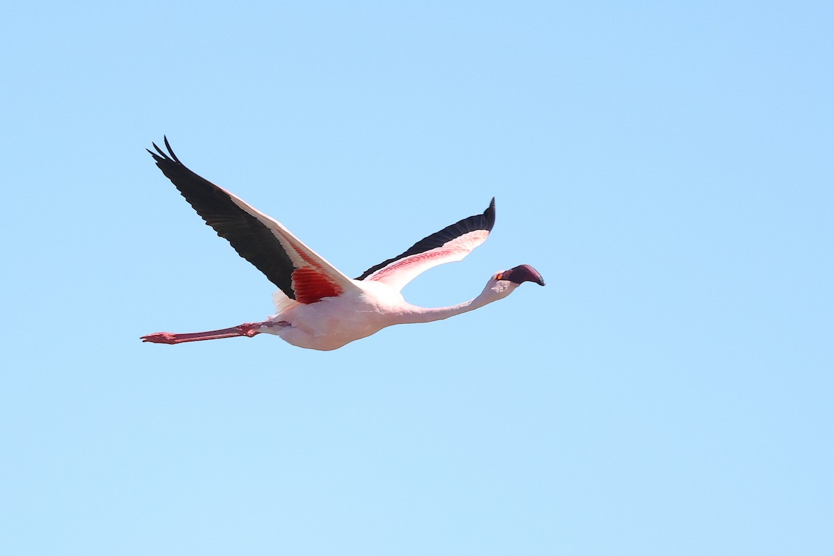 Lesser Flamingo - ML617349456