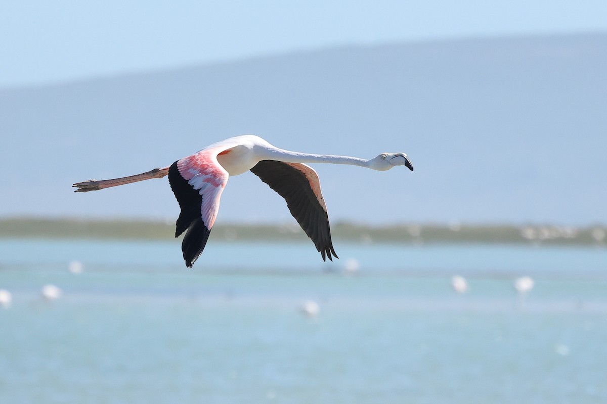 Greater Flamingo - ML617349457