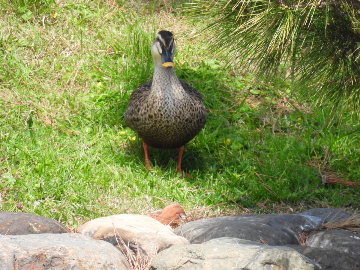 Eastern Spot-billed Duck - ML617349471