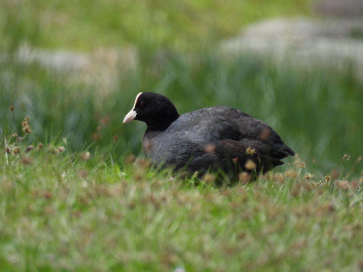 Eurasian Coot - ML617349482