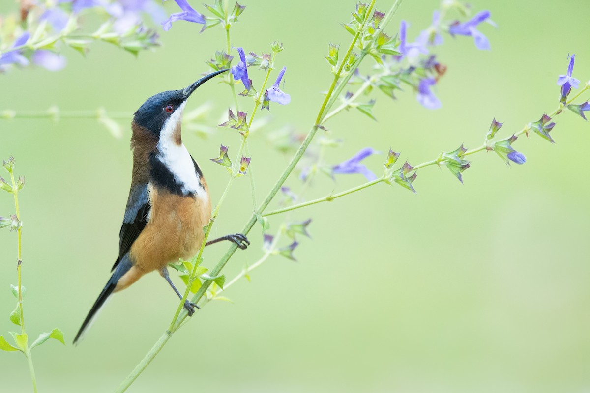 Eastern Spinebill - ML617349483