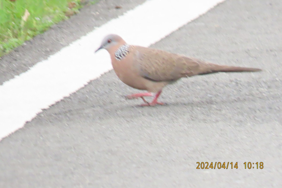 Spotted Dove - ML617349565