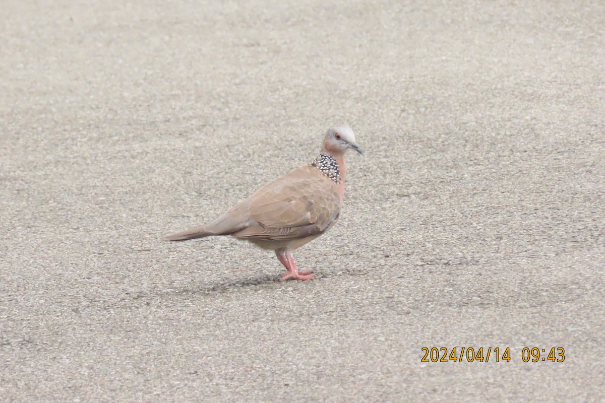 Spotted Dove - ML617349566