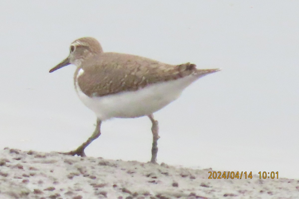 Common Sandpiper - ML617349575