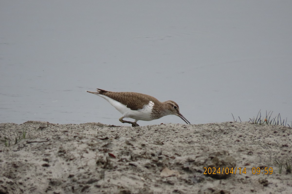 Common Sandpiper - sachi yamami