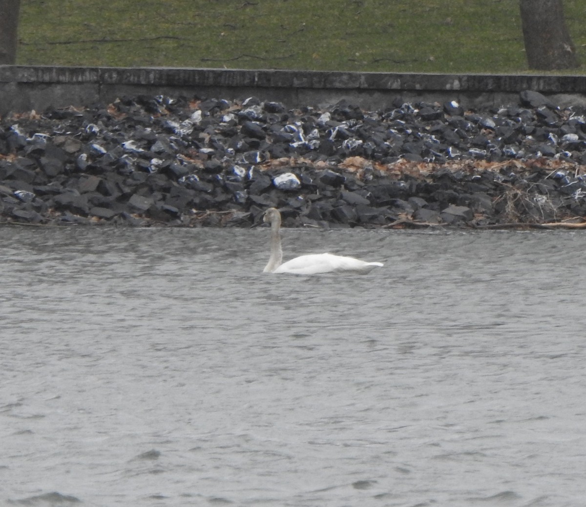 Trumpeter Swan - Jean Lemoyne