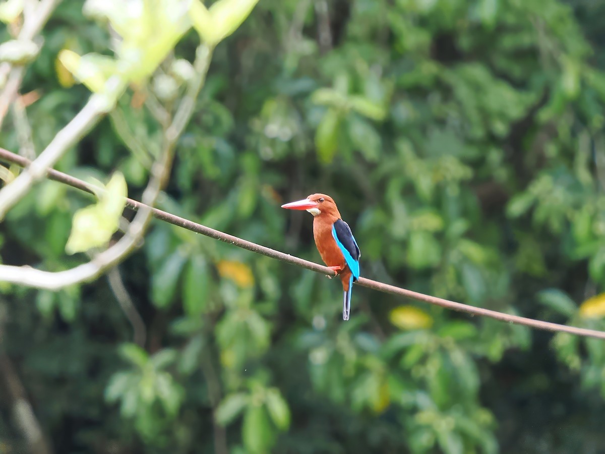 Brown-breasted Kingfisher - ML617349613