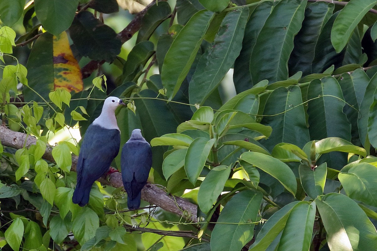 Pacific Imperial-Pigeon - Zbigniew Swiacki