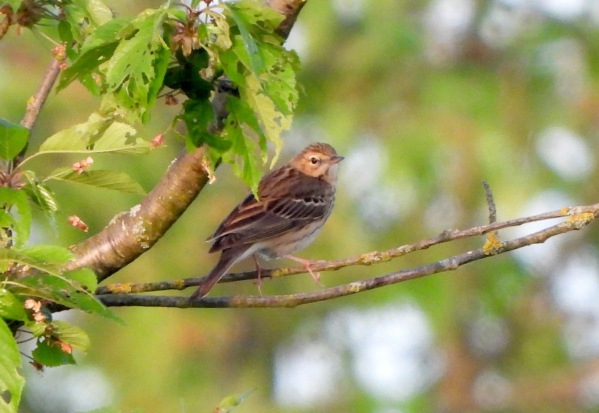 Tree Pipit - ML617349620