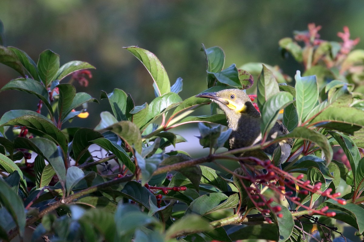 Eastern Wattled-Honeyeater - ML617349631