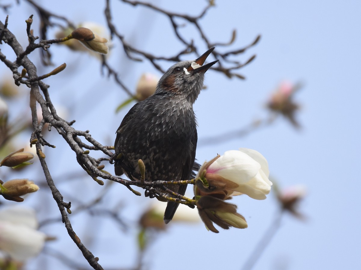 Brown-eared Bulbul - ML617349636