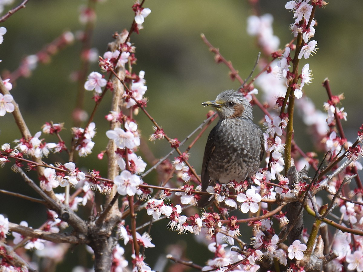 Brown-eared Bulbul - ML617349637