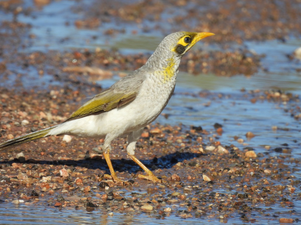 Méliphage à cou jaune - ML617349640