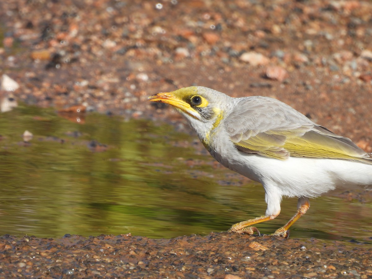 Yellow-throated Miner - ML617349641