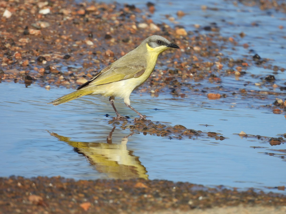 Gray-headed Honeyeater - ML617349653