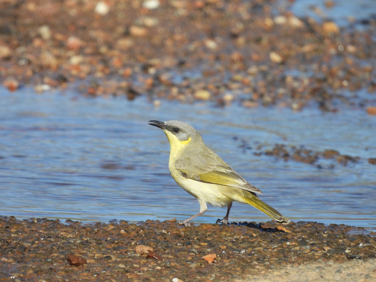 Gray-headed Honeyeater - ML617349654