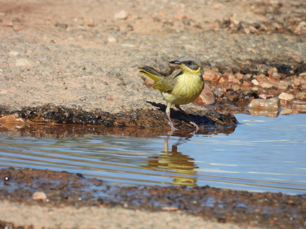 Gray-headed Honeyeater - ML617349655