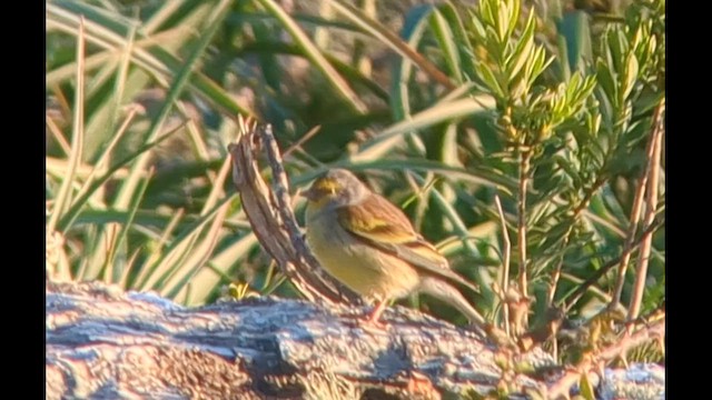 Corsican Finch - ML617349683