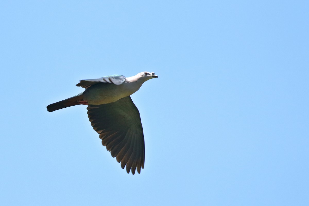 Pacific Imperial-Pigeon - ML617349684