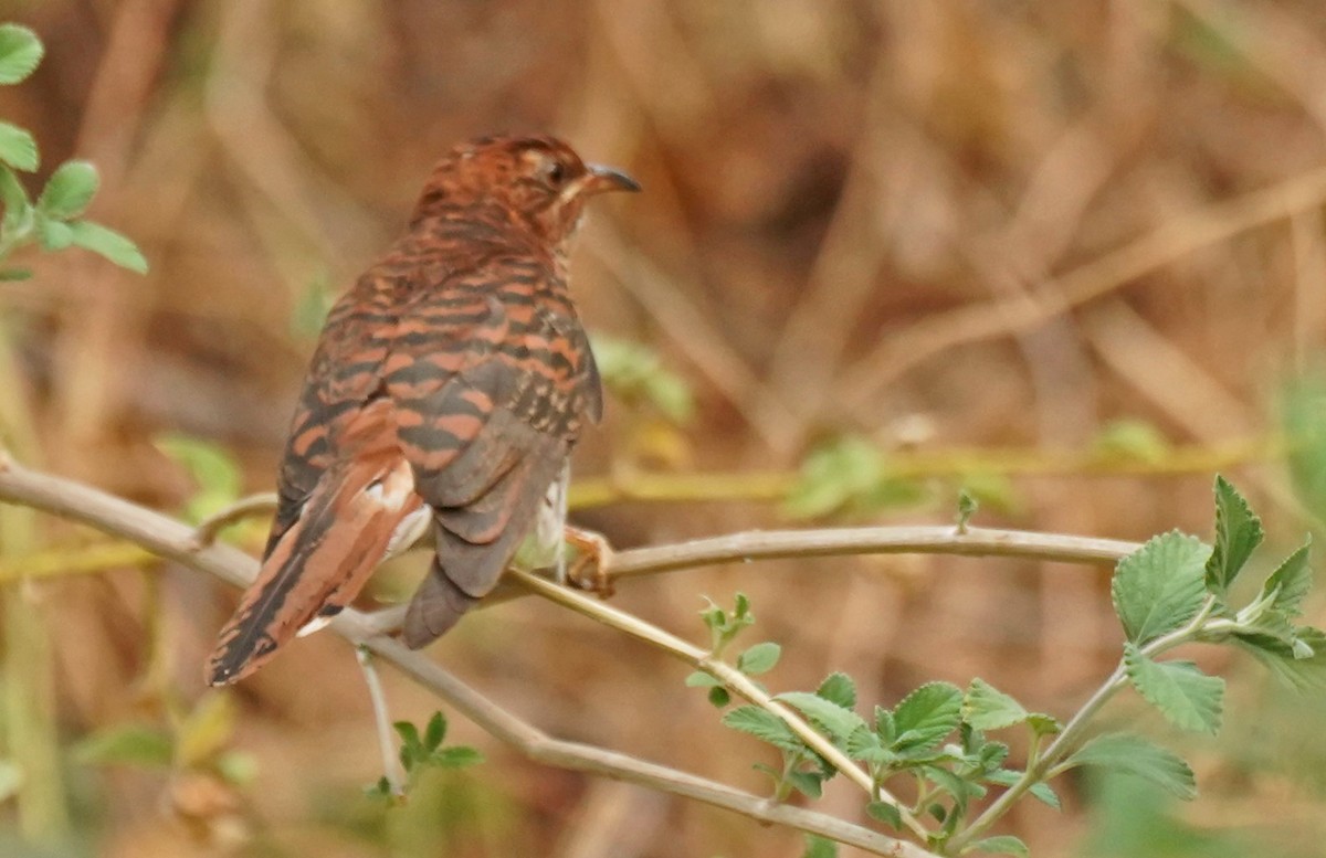 Gray-bellied Cuckoo - John Daniel