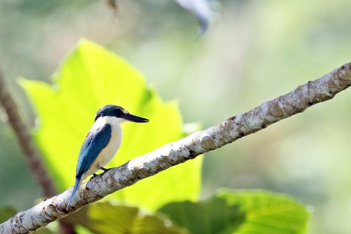 Flat-billed Kingfisher - Zbigniew Swiacki