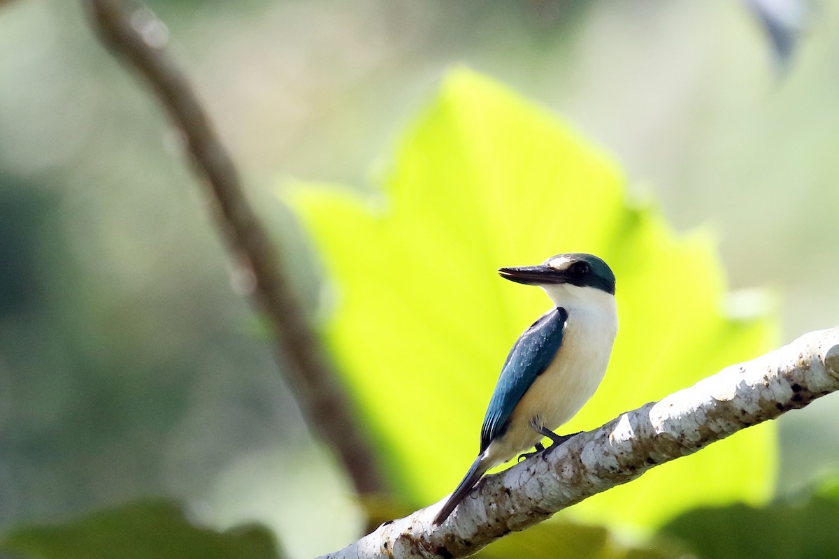 Flat-billed Kingfisher - ML617349694