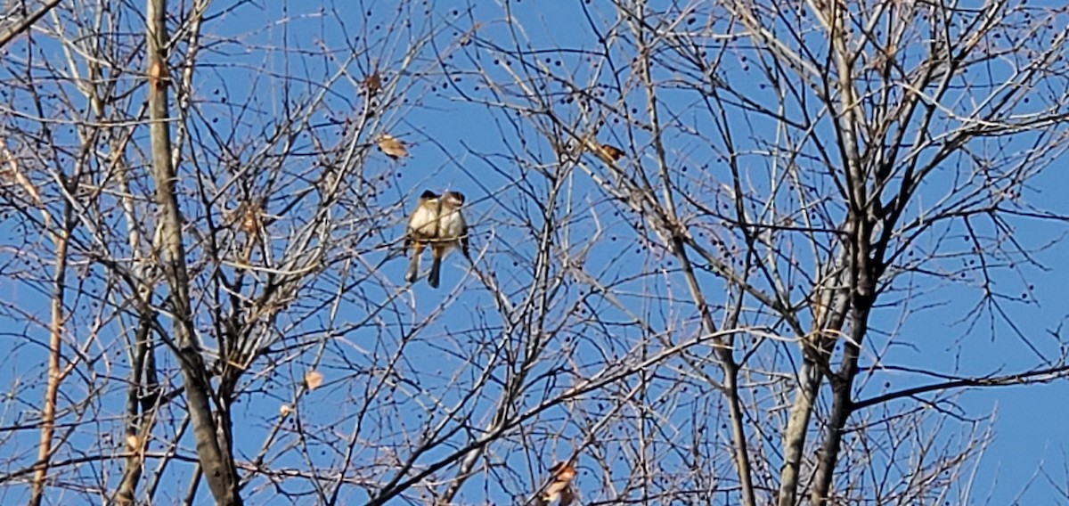 Brown-breasted Bulbul - vivy tuan