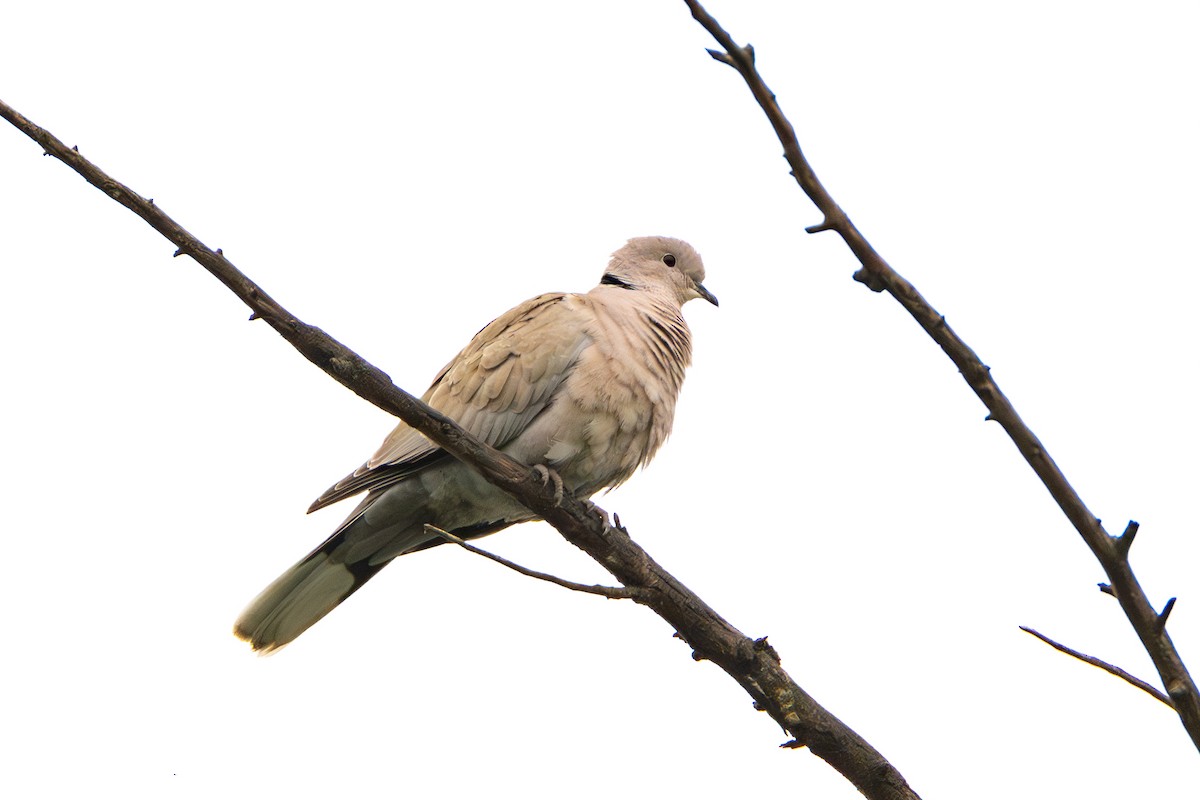 Eurasian Collared-Dove - ML617349718