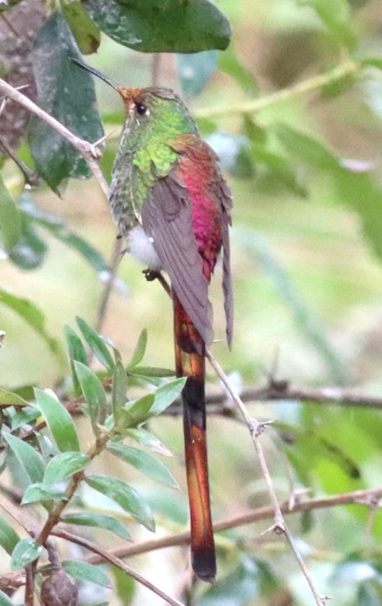 Red-tailed Comet - ML617349727