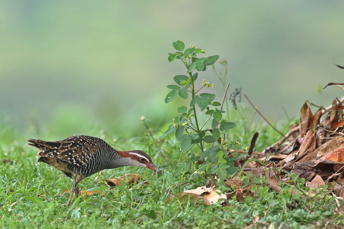 Buff-banded Rail - ML617349763