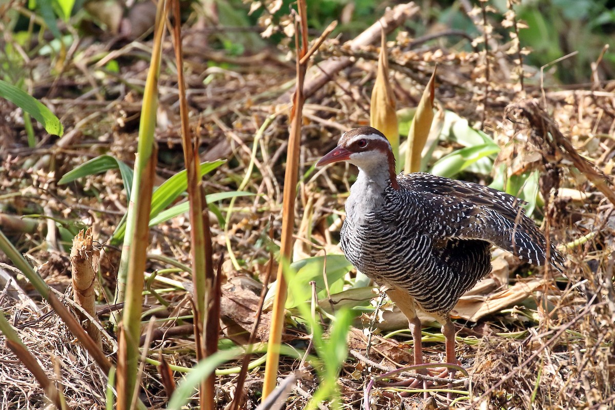 Buff-banded Rail - ML617349765