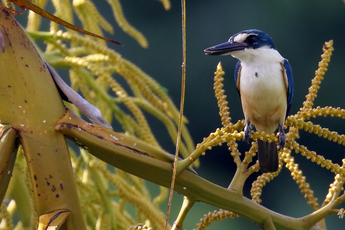 Flat-billed Kingfisher - ML617349778