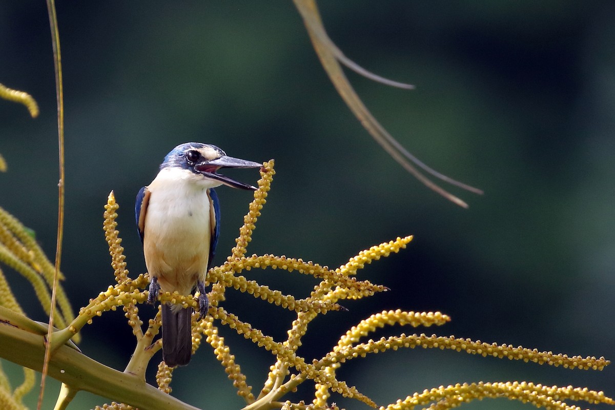 Flat-billed Kingfisher - ML617349779