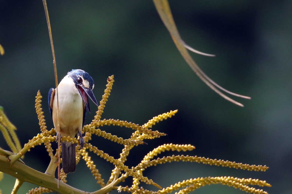 Flat-billed Kingfisher - ML617349780