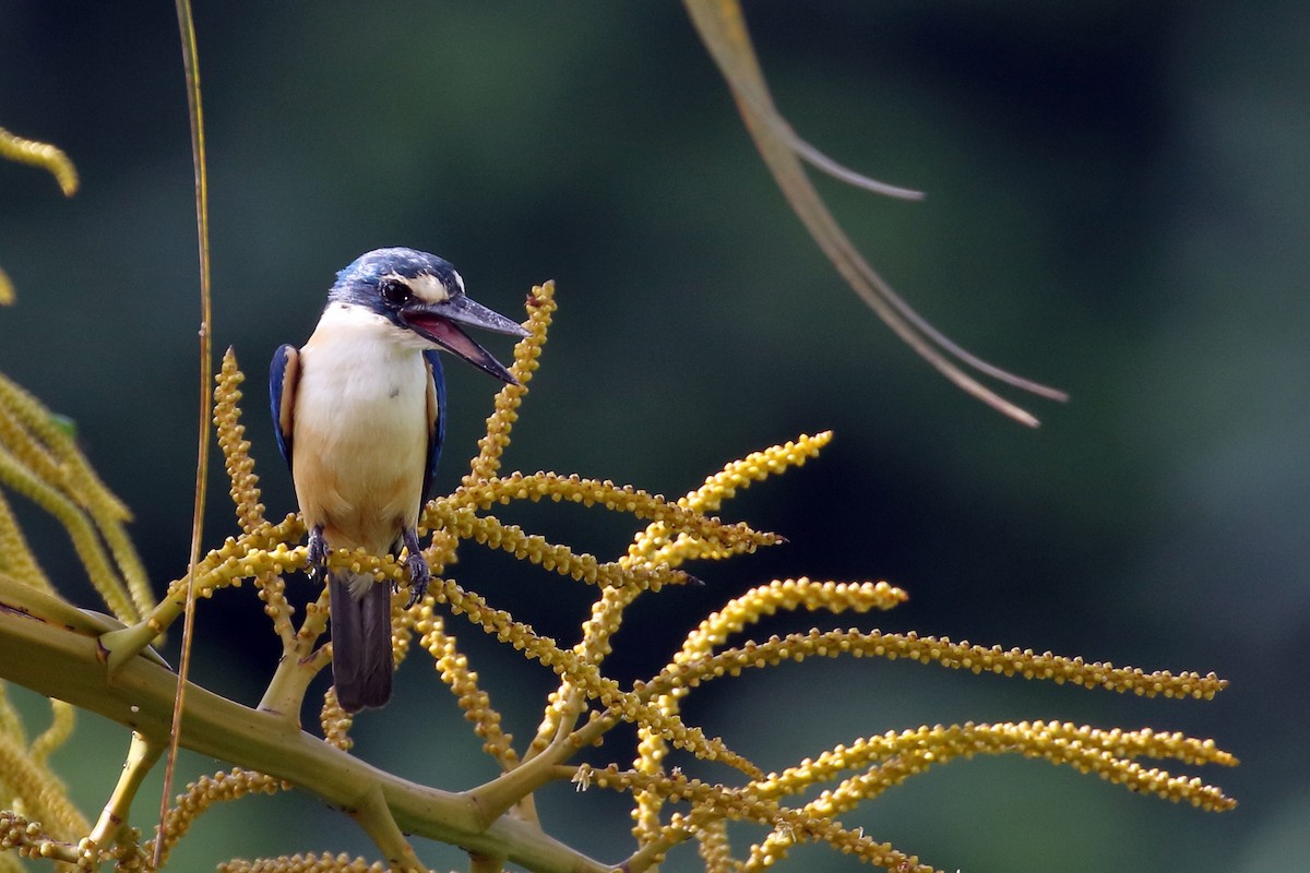 Flat-billed Kingfisher - ML617349782