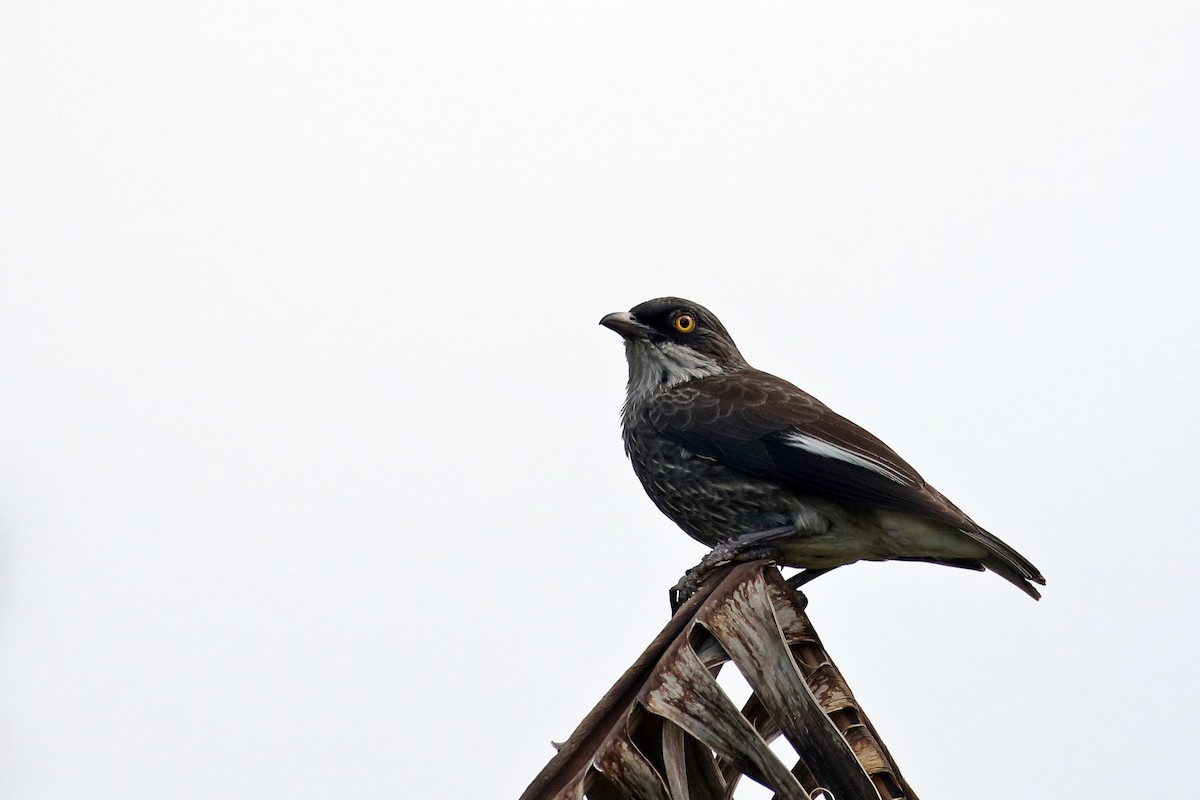 Polynesian Starling - ML617349789