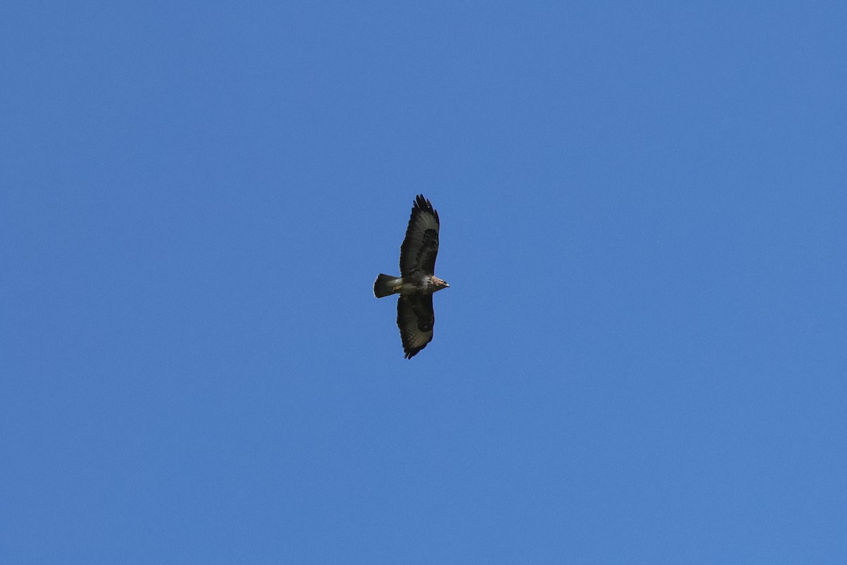 Common Buzzard - Giuseppe Fusco