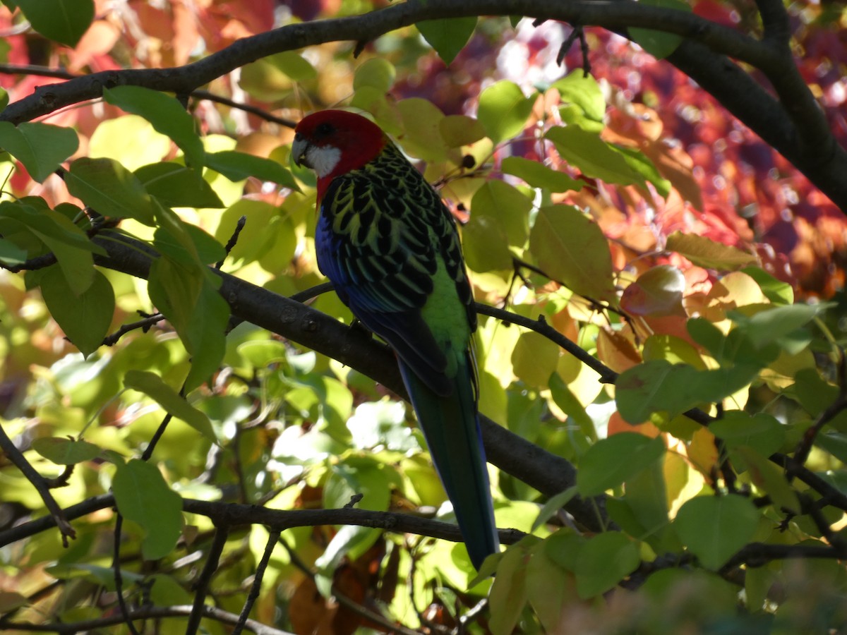 Eastern Rosella - ML617349873